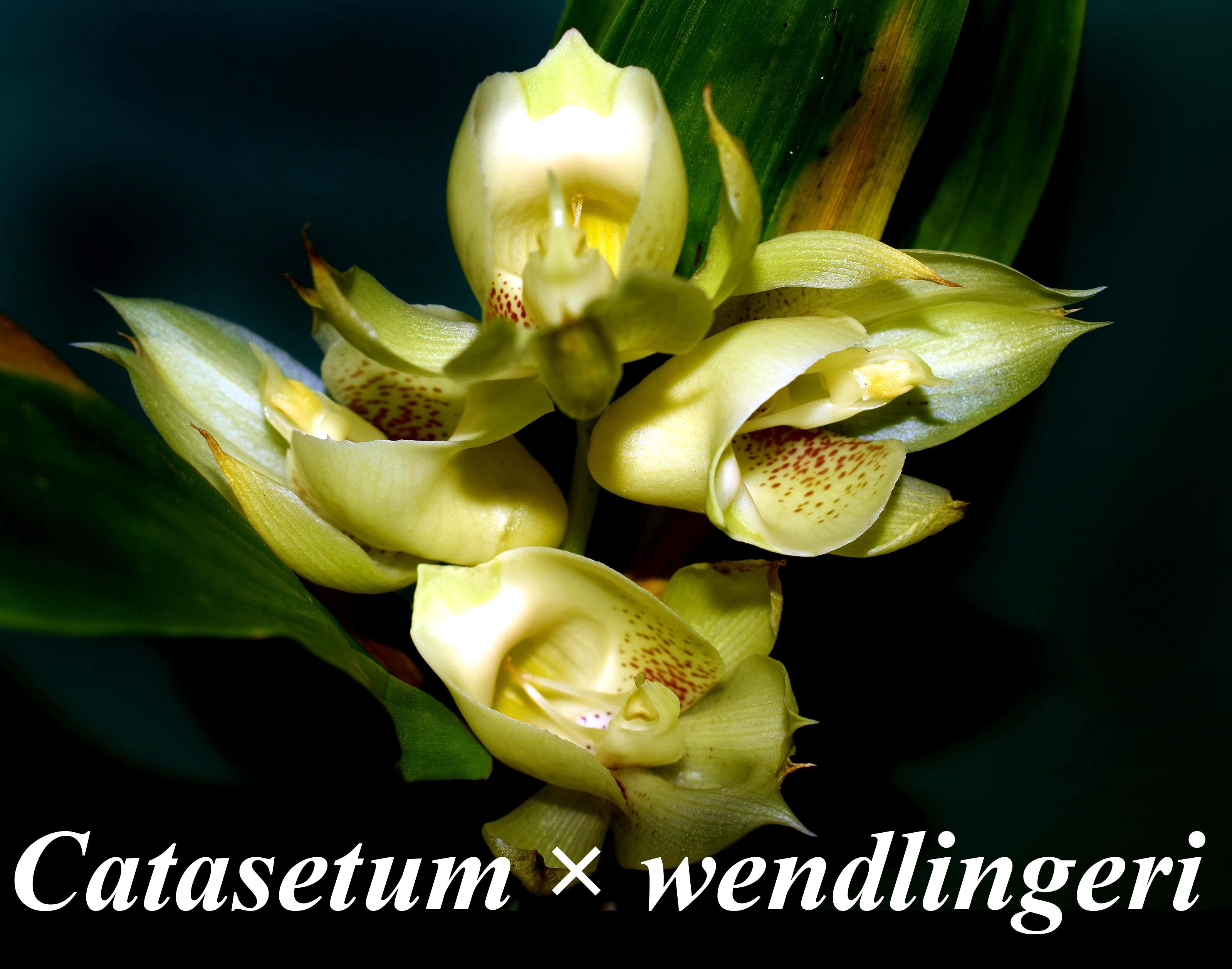 Catasetum × wendlingeri